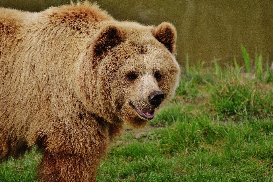 Natura foresta animale orso