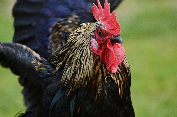 Doğa kuş kanat gaga Fotoğraf