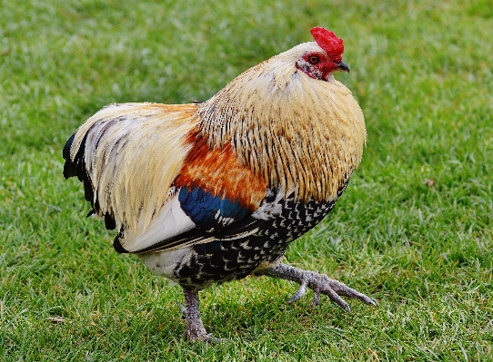 Doğa kuş kanat çayır
 Fotoğraf