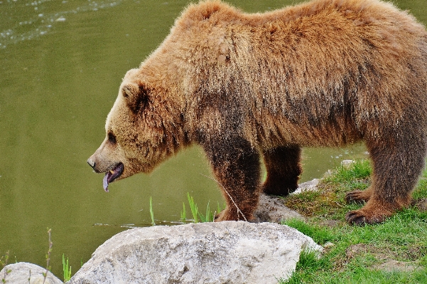 Nature forest animal bear Photo