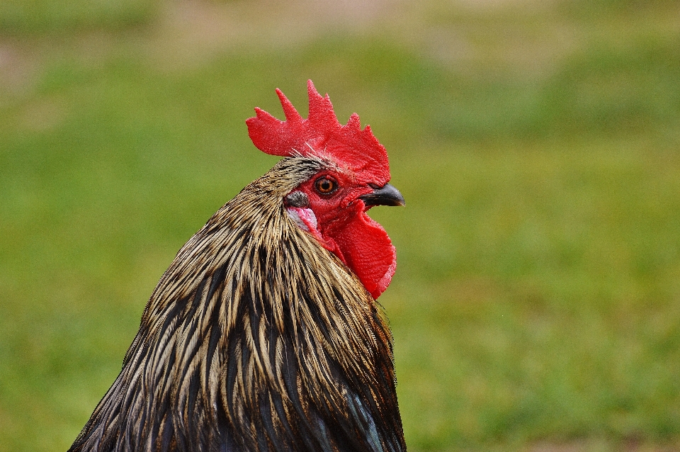 Doğa kuş kanat çayır
