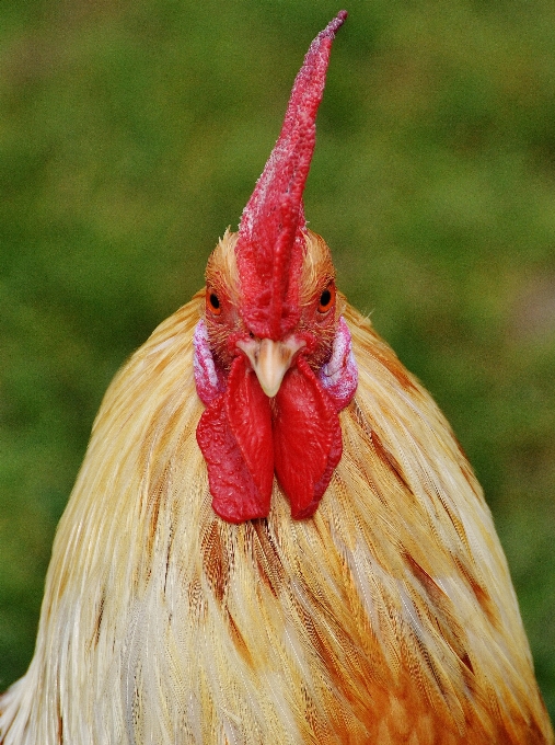 Natureza pássaro bico pena