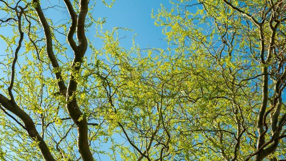 Baum natur wald zweig