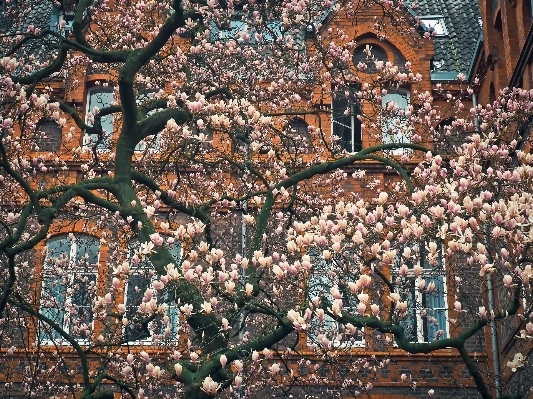 木 自然 花 建築 写真