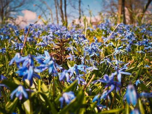 Nature forest grass blossom Photo