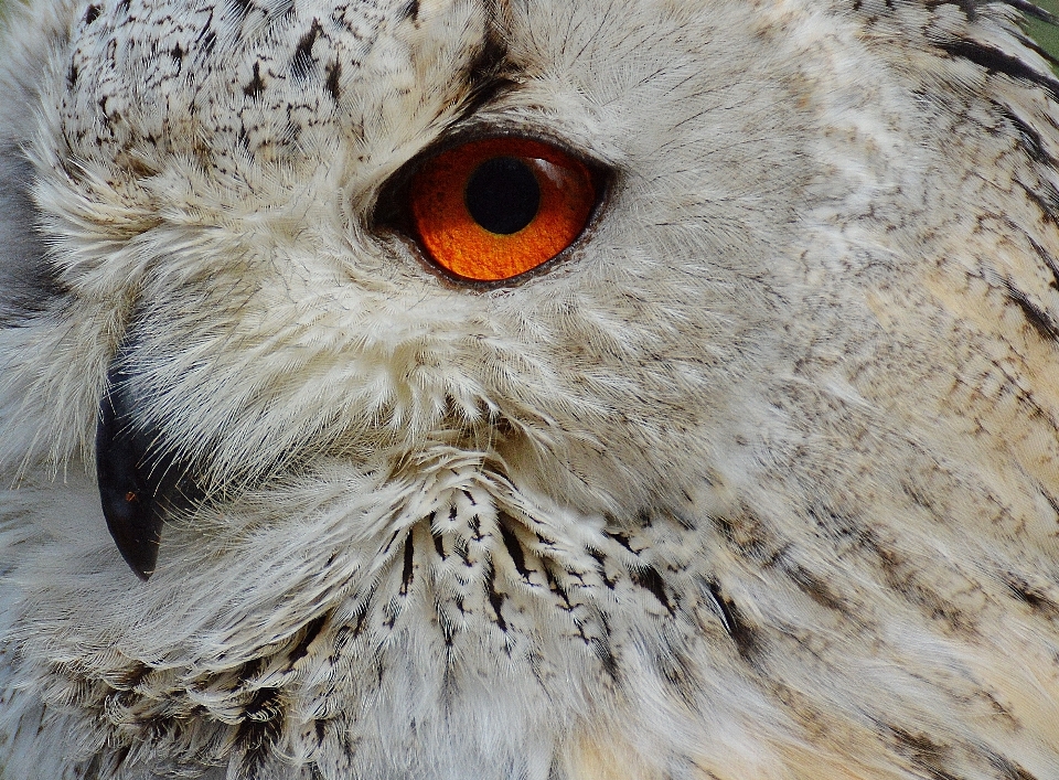 Natur vogel flügel niedlich