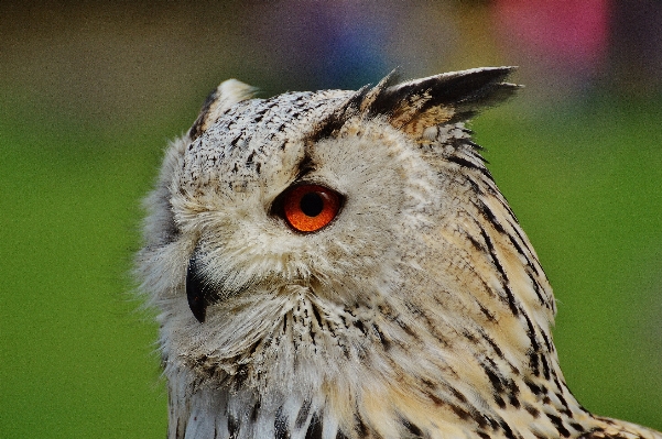 Nature branch bird wing Photo