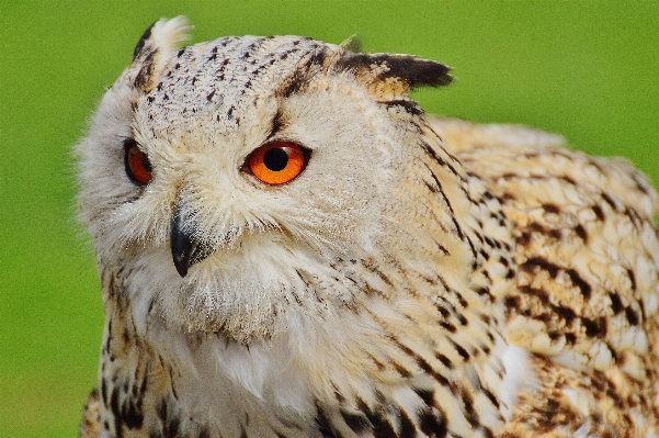 Doğa kuş kanat sevimli Fotoğraf