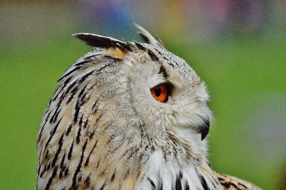 Nature oiseau aile mignon