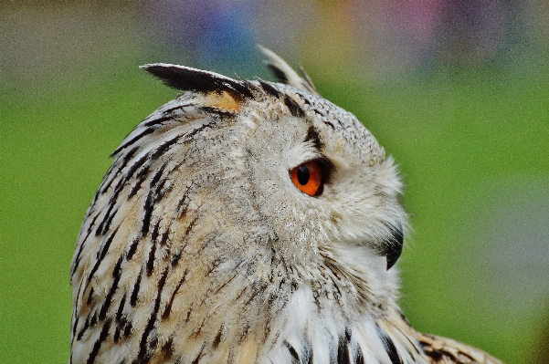 Foto Alam burung sayap imut-imut