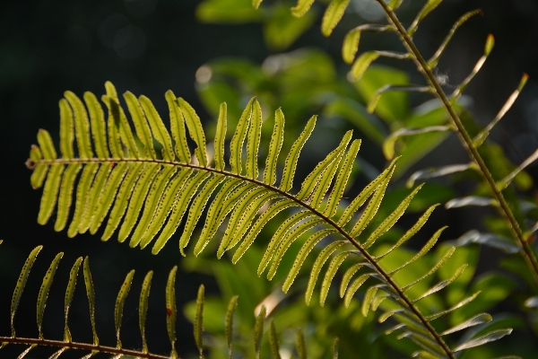 Tree nature forest branch Photo