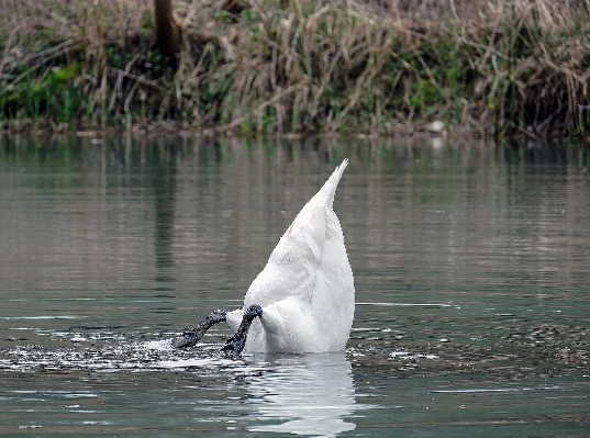 鳥 湖 野生動物 水中 写真