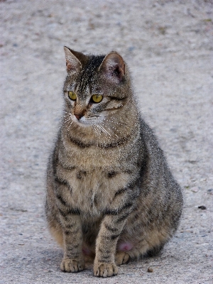 猫 ネコ科の 哺乳類 fauna 写真