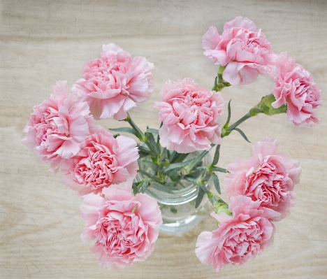 Plant flower petal bouquet Photo