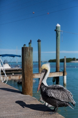 Sea water bird pelican Photo