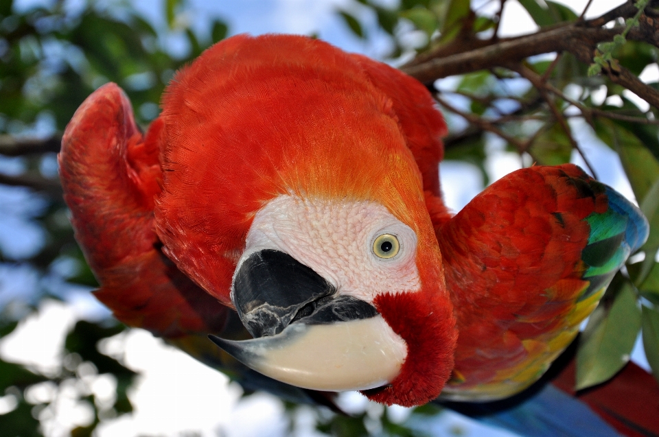 Burung bunga satwa merah