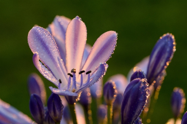 Water nature grass blossom Photo