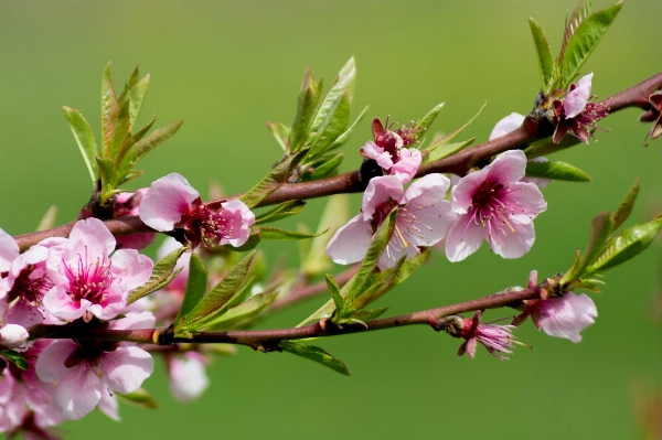 Nature branch blossom plant Photo