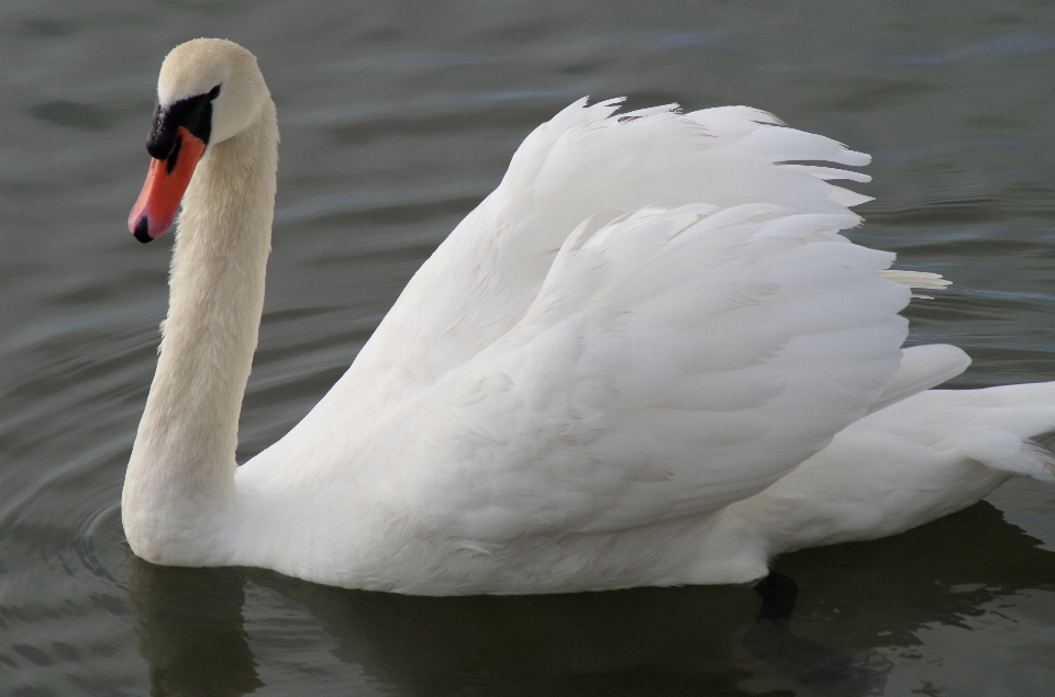 Water nature bird wing