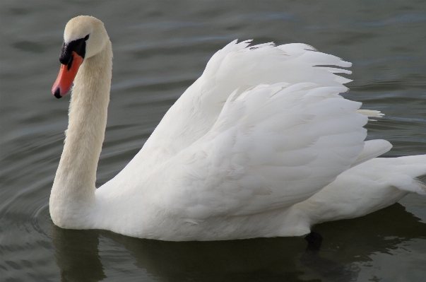 Water nature bird wing Photo