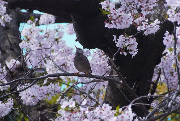 Tree branch blossom bird Photo