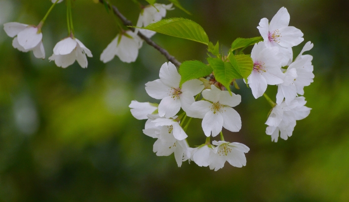 自然 ブランチ 花 植物 写真