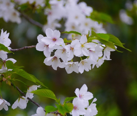 ブランチ 花 植物 白 写真