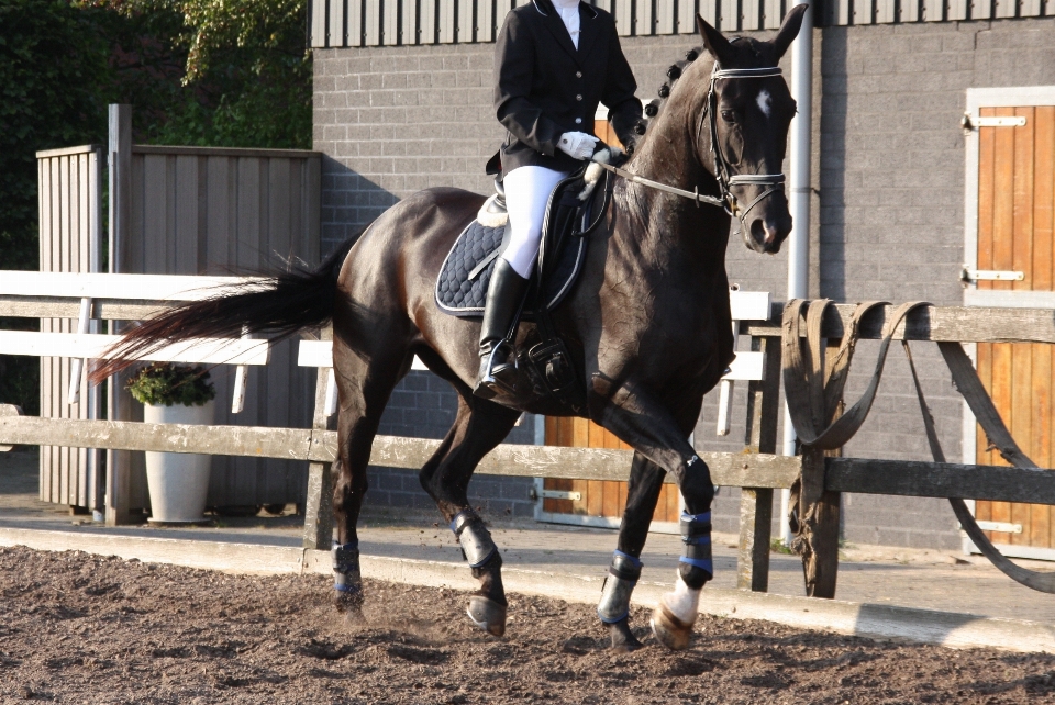 Des loisirs sauter cheval étalon