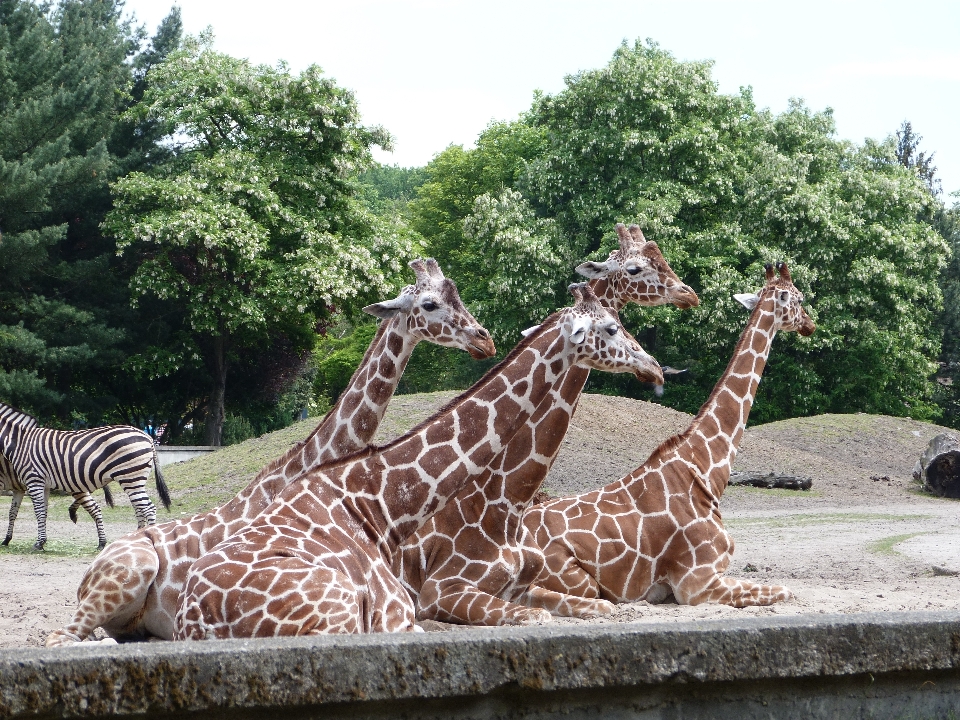 自然 動物 レクリエーション 野生動物