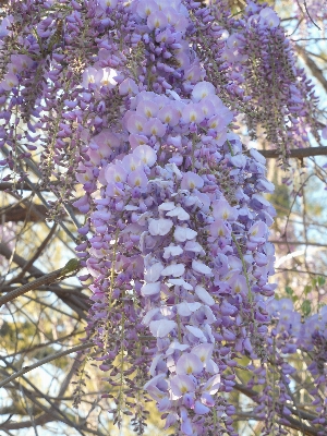 Tree nature branch blossom Photo