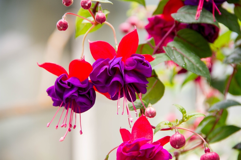 Blüte anlage blatt blume