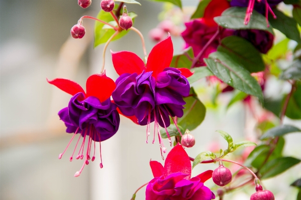 Blossom plant leaf flower Photo