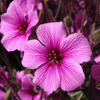 Plant flower petal spring Photo