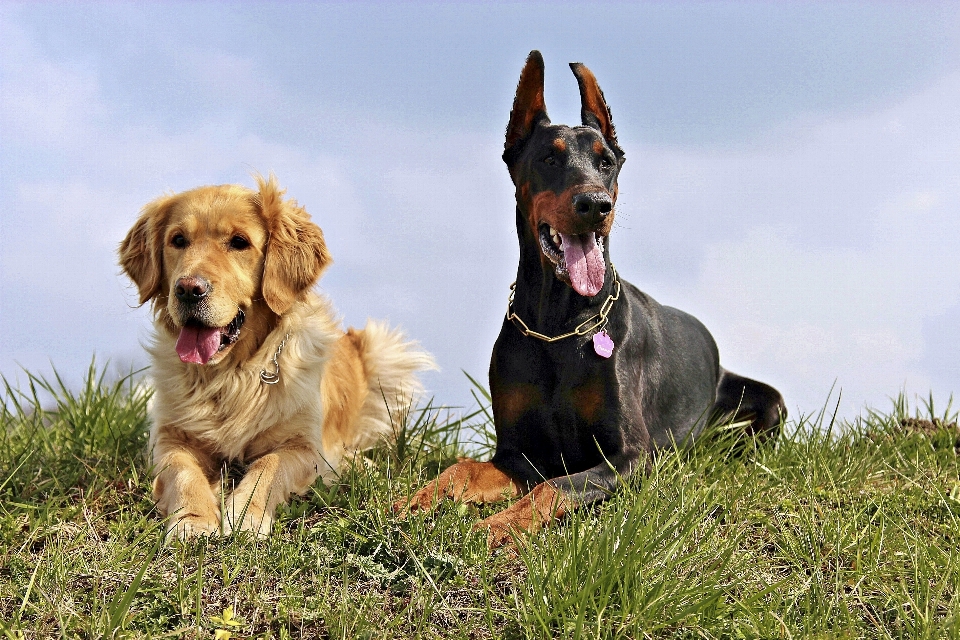 Anjing mamalia bertulang belakang
 ras anjing
