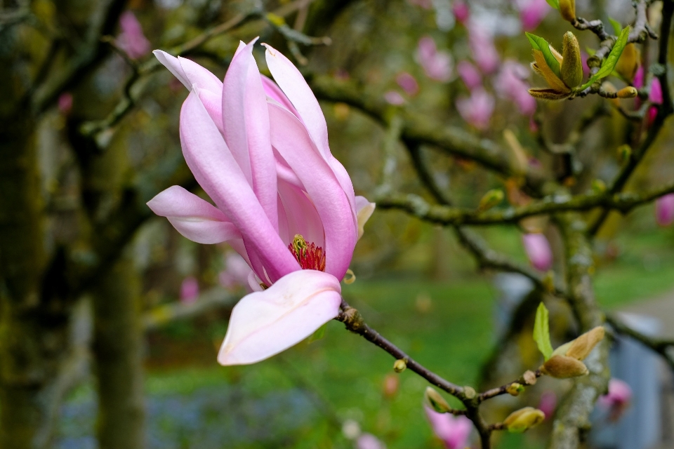 Baum zweig blüte anlage