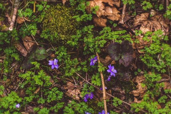 Nature forest plant wood Photo