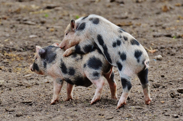 遊ぶ 甘い かわいい 野生動物 写真