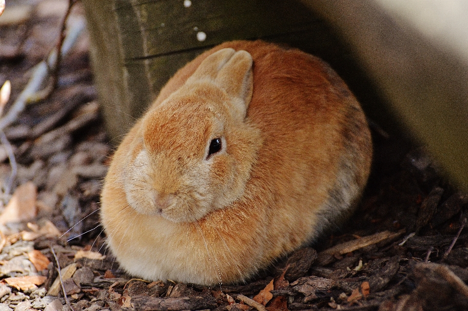 Dulce lindo pelo mamífero