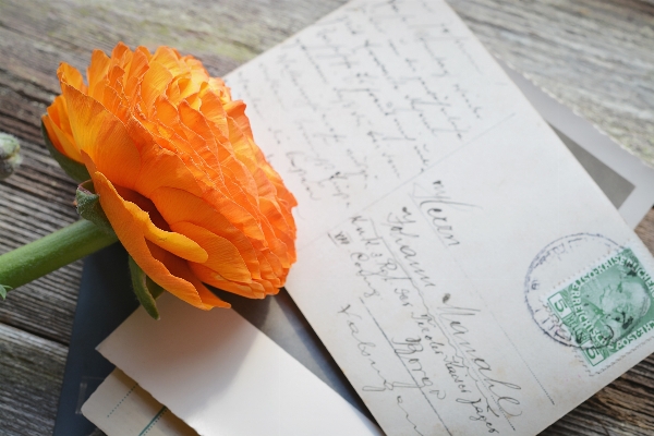 花 植物 アンティーク 花弁 写真