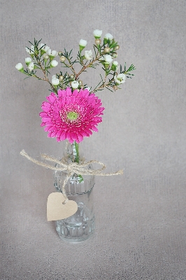 Blossom plant white flower Photo