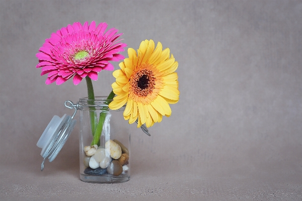 Anlage blume blütenblatt glas Foto