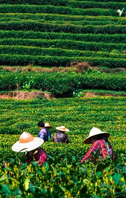 自然 草 分野 農場 写真