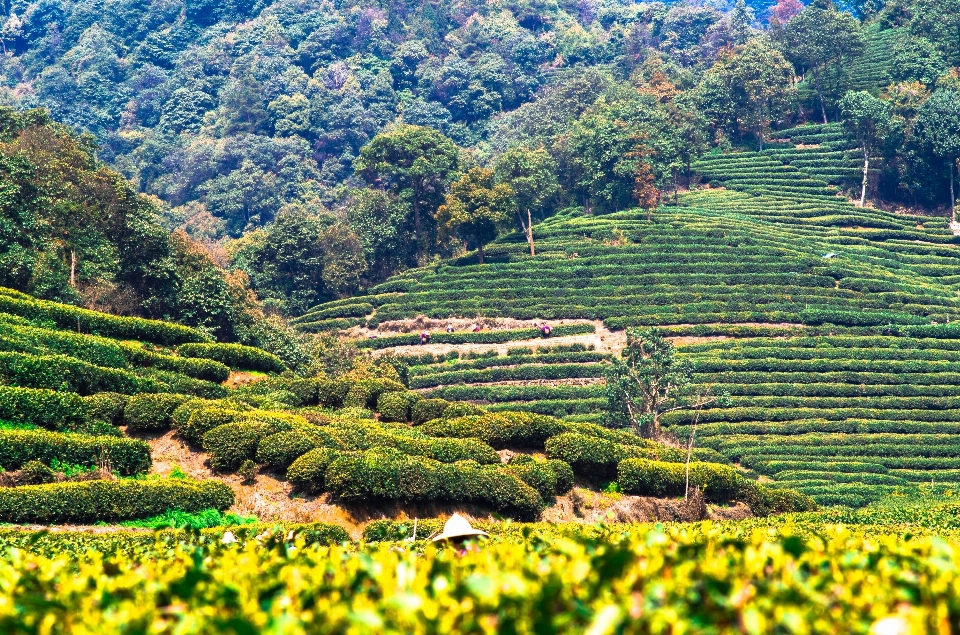 Paisagem vinhas campo fazenda