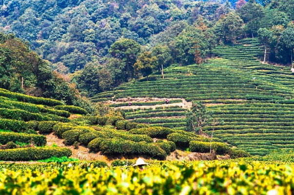 Landscape vineyard field farm Photo