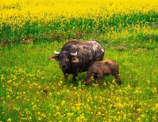 Grass plant field farm Photo