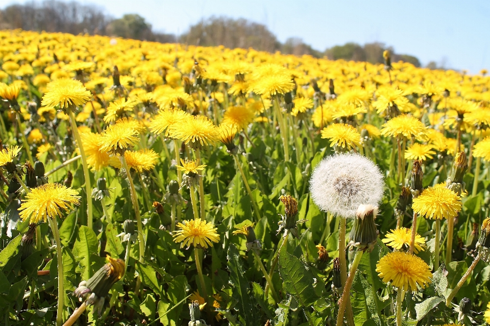 Nature plant field meadow