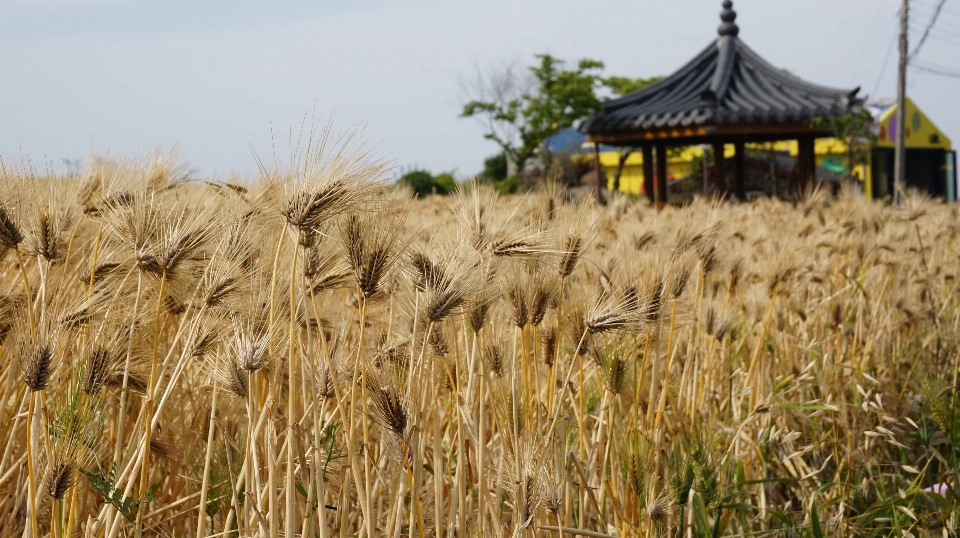 風景 植物 分野 小麦