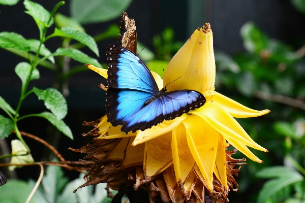 Foto Naturaleza planta flor polen