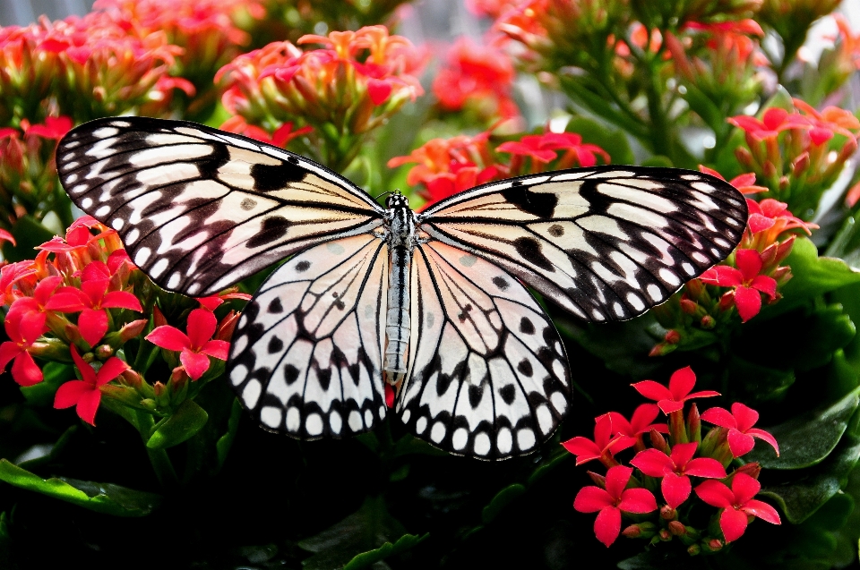 Natureza branco flor pétala