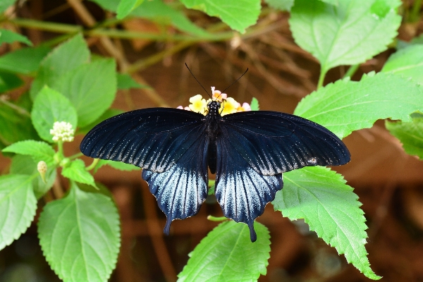 Foto Natureza asa folha flor